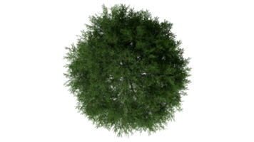 3d topp se grön träd isolerat på pngs transparent bakgrund , använda sig av för visualisering i arkitektonisk design eller trädgård dekorera