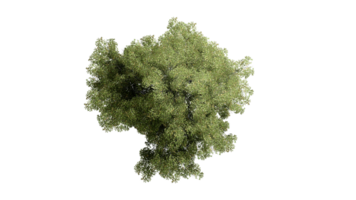 3D Top view Green Trees Isolated on PNGs transparent background , Use for visualization in architectural design or garden decorate