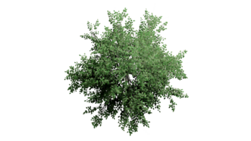 3D Top view Green Trees Isolated on PNGs transparent background , Use for visualization in architectural design or garden decorate