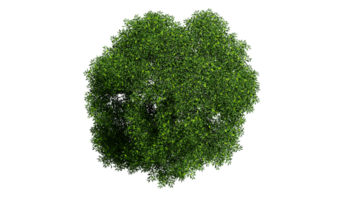 3d topo Visão verde árvores isolado em png transparente fundo , usar para visualização dentro arquitetônico Projeto ou jardim decorar