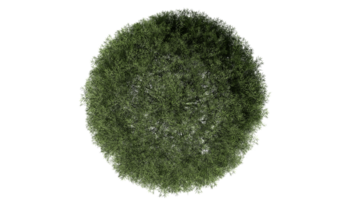 3D Top view Green Trees Isolated on PNGs transparent background , Use for visualization in architectural design or garden decorate