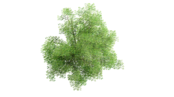 3d topp se grön träd isolerat på pngs transparent bakgrund , använda sig av för visualisering i arkitektonisk design eller trädgård dekorera