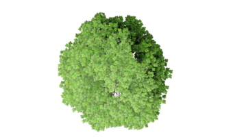 3D Top view Green Trees Isolated on PNGs transparent background , Use for visualization in architectural design or garden decorate