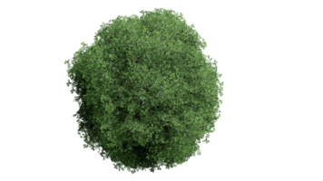 3D Top view Green Trees Isolated on PNGs transparent background , Use for visualization in architectural design or garden decorate