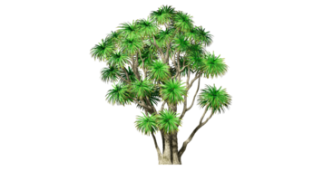 Beautiful 3D Trees Isolated on PNGs transparent background , Use for visualization in architectural design or garden decorate