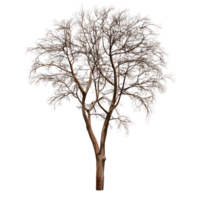 Beautiful 3D Trees Isolated on PNGs transparent background , Use for visualization in architectural design or garden decorate