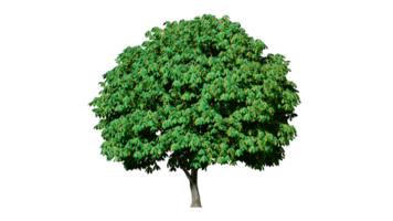 mooi 3d bomen geïsoleerd Aan png's transparant achtergrond , gebruik voor visualisatie in bouwkundig ontwerp of tuin versieren png