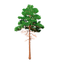 bellissimo 3d alberi isolato su png trasparente sfondo , uso per visualizzazione nel architettonico design o giardino decorare