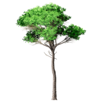 Beautiful 3D Trees Isolated on PNGs transparent background , Use for visualization in architectural design or garden decorate