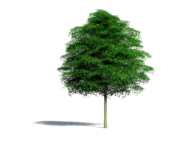 mooi 3d bomen geïsoleerd Aan png's transparant achtergrond , gebruik voor visualisatie in bouwkundig ontwerp of tuin versieren png