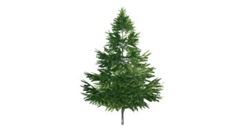 mooi 3d bomen geïsoleerd Aan png's transparant achtergrond , gebruik voor visualisatie in bouwkundig ontwerp of tuin versieren png