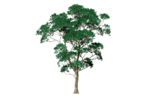mooi 3d bomen geïsoleerd Aan png's transparant achtergrond , gebruik voor visualisatie in bouwkundig ontwerp of tuin versieren png