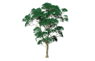 bellissimo 3d alberi isolato su png trasparente sfondo , uso per visualizzazione nel architettonico design o giardino decorare