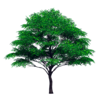 Beautiful 3D Trees Isolated on PNGs transparent background , Use for visualization in architectural design or garden decorate