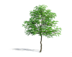 Beautiful 3D Trees Isolated on PNGs transparent background , Use for visualization in architectural design or garden decorate