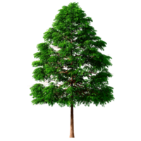 mooi 3d bomen geïsoleerd Aan png's transparant achtergrond , gebruik voor visualisatie in bouwkundig ontwerp of tuin versieren png