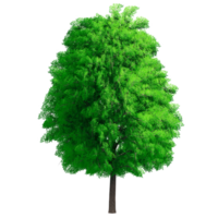 Beautiful 3D Trees Isolated on PNGs transparent background , Use for visualization in architectural design or garden decorate