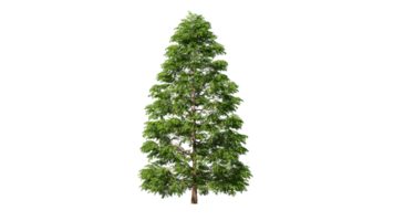 Beautiful 3D Trees Isolated on PNGs transparent background , Use for visualization in architectural design or garden decorate