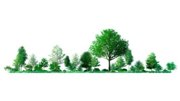 3D Forest and christmas Green trees isolated on PNGs transparent background , Use for visualization in architectural design or garden decorate