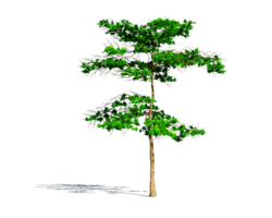 Beautiful 3D Trees Isolated on PNGs transparent background , Use for visualization in architectural design or garden decorate