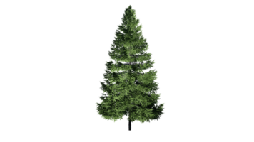 mooi 3d bomen geïsoleerd Aan png's transparant achtergrond , gebruik voor visualisatie in bouwkundig ontwerp of tuin versieren png