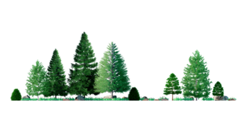 3D Forest and christmas Green trees isolated on PNGs transparent background , Use for visualization in architectural design or garden decorate