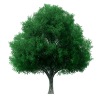 mooi 3d bomen geïsoleerd Aan png's transparant achtergrond , gebruik voor visualisatie in bouwkundig ontwerp of tuin versieren png