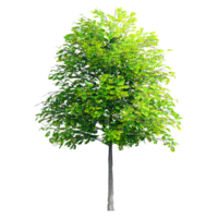 mooi 3d bomen geïsoleerd Aan png's transparant achtergrond , gebruik voor visualisatie in bouwkundig ontwerp of tuin versieren png