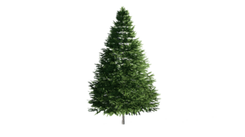 Beautiful 3D Trees Isolated on PNGs transparent background , Use for visualization in architectural design or garden decorate