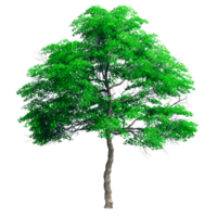 Beautiful 3D Trees Isolated on PNGs transparent background , Use for visualization in architectural design or garden decorate