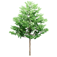 Beautiful 3D Trees Isolated on PNGs transparent background , Use for visualization in architectural design or garden decorate