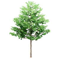 mooi 3d bomen geïsoleerd Aan png's transparant achtergrond , gebruik voor visualisatie in bouwkundig ontwerp of tuin versieren png