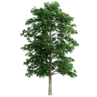 lindo 3d árvores isolado em png transparente fundo , usar para visualização dentro arquitetônico Projeto ou jardim decorar