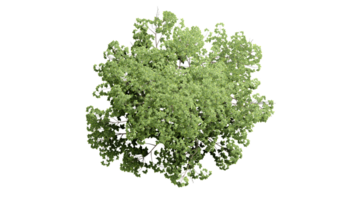 3D Top view Green Trees Isolated on PNGs transparent background , Use for visualization in architectural design or garden decorate