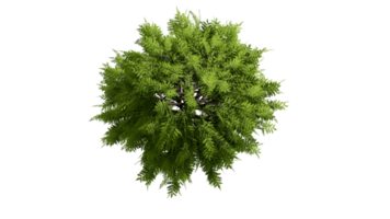 3D Top view Green Trees Isolated on PNGs transparent background , Use for visualization in architectural design or garden decorate