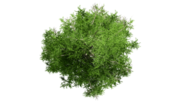 3D Top view Green Trees Isolated on PNGs transparent background , Use for visualization in architectural design or garden decorate