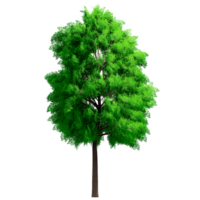 mooi 3d bomen geïsoleerd Aan png's transparant achtergrond , gebruik voor visualisatie in bouwkundig ontwerp of tuin versieren png