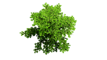 3D Top view Green Trees Isolated on PNGs transparent background , Use for visualization in architectural design or garden decorate