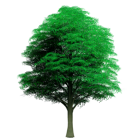 Beautiful 3D Trees Isolated on PNGs transparent background , Use for visualization in architectural design or garden decorate