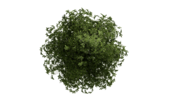 3D Top view Green Trees Isolated on PNGs transparent background , Use for visualization in architectural design or garden decorate