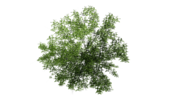 3D Top view Green Trees Isolated on PNGs transparent background , Use for visualization in architectural design or garden decorate