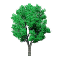 Beautiful 3D Trees Isolated on PNGs transparent background , Use for visualization in architectural design or garden decorate