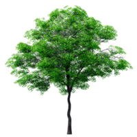 Beautiful 3D Trees Isolated on PNGs transparent background , Use for visualization in architectural design or garden decorate