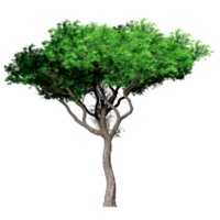 bellissimo 3d alberi isolato su png trasparente sfondo , uso per visualizzazione nel architettonico design o giardino decorare