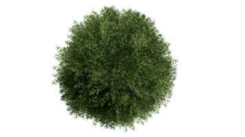 3D Top view Green Trees Isolated on PNGs transparent background , Use for visualization in architectural design or garden decorate