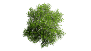 3D Top view Green Trees Isolated on PNGs transparent background , Use for visualization in architectural design or garden decorate