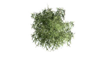 3D Top view Green Trees Isolated on PNGs transparent background , Use for visualization in architectural design or garden decorate