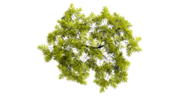 3d topo Visão verde árvores isolado em png transparente fundo , usar para visualização dentro arquitetônico Projeto ou jardim decorar