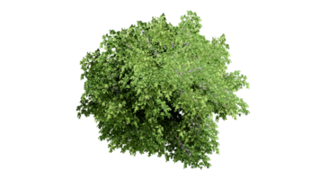 3d parte superior ver verde arboles aislado en png transparente antecedentes , utilizar para visualización en arquitectónico diseño o jardín Decorar