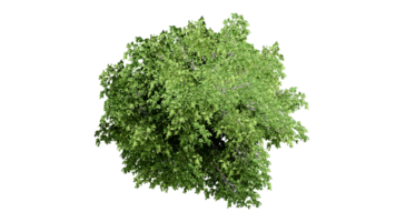 3D Top view Green Trees Isolated on PNGs transparent background , Use for visualization in architectural design or garden decorate